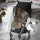 Cybex Regenverdeck Libelle