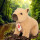 Hermann Teddy Capybara 25 cm – süßes Wasserschwein